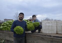 Tarlada 10 TL, manavda 40 TL! Bafra marulundaki 'uçurum' krizi üreticiyi isyan ettirdi
