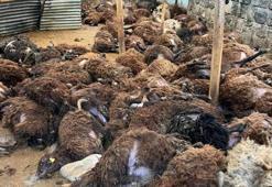 Kars Digor’da kurt dehşeti: 130 koyunu parçalayarak telef ettiler