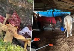 Sakarya'yı ayağa kaldıran olay! Çevreye at kemiği atınca tespit edildiler: Kesim için bekletilen atlar bulundu