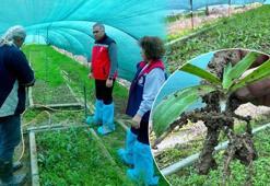 Doğada toplaması yasak, bahçesinde servet değerinde: Kilosu altınla yarışıyor! Aydın'da üreticiler tarlalarına ekmeye başladı