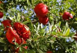 Dünya Türkiye'den alıyor! 2025'te yüzler güldü: 62 ülkeye rekor satış