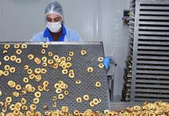 Devlet desteği ile hayalindeki işi kurdu: Afyon'un kuru meyveleri şimdi Avrupa yolcusu: 2 yıl çürümeden kalabiliyor!