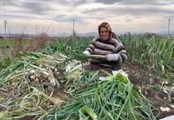 Şubat geldi fiyatı 10 liraya düştü: Samsun'da yüksek hasat yeni pazar yarattı