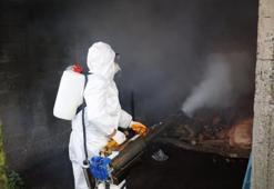 Ordu'da kahverengi kokarcaya karşı seferberlik devam ediyor! 300 bin kışlakta ilaçlama başladı