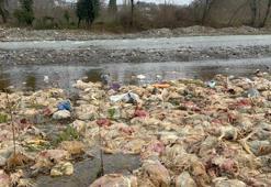 Zonguldak'ta onlarcası ölü bulundu: Çay yatağındaki katliam!