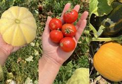 Ata Tohumları Balıkesir çiftçisinin envanterini güçlendiriyor