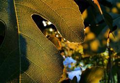 İncir ağacı eken yıllarca meyvesini yiyor! Servetine servet katıyor