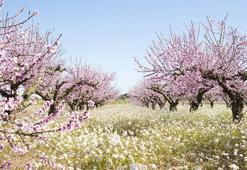Badem yetiştiriciliğinde kazanç rehberi: Doğru planlama ile verim artıyor