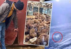 Digor'da kurt vahşeti! 2,5 saatte 200 koyunu tek başına boğdu: Güvenlik kamerası kaydetti