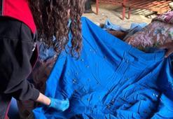 Giresun'da fındığın düşmanı yer altında bulundu: Her köylüden isteniyor