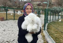300 yıl önce nesli tükenmişti! Angora tavşanı için başkentte harekete geçildi: Koyun yününden 7 kat daha güçlü! Ekonomiye 'can' olacak