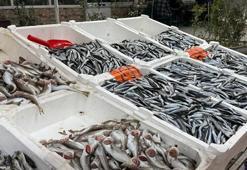 Hamsi geri döndü, fiyatlar düştü! İşte Karadeniz tezgahlarında güncel balık fiyatları