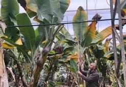 Antalya'da üretilip dünyanın dört bir yanına gönderiliyor! Kilosu 40 lira: Üreticinin yüzü güldü