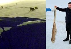 Sivas’ta kurtlarla dövüşen köpekten geriye postu kaldı