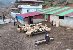 Gaziantep'te devlet desteğiyle tutundu: 8 bin adet telef olmuştu