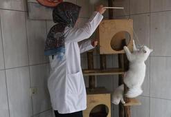 Ankara'nın beyaz hazinesi koruma altında! 700 Ankara Kedisi yeni yuvasına kavuştu