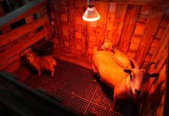 Ankara'da hobi olarak başladı: Evcil hayvanlara yeni alternatif yarattı!