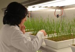 Eksi 21 dereceye meydan okuyor! Erzurum'da 'süper tohum' mesaisi: Kar yokken bile ölmeyen buğday geliştirildi