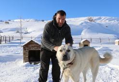 Sadece Sivas'ın Gürün ilçesinde üretiliyor! Boynuna takan kurtuluyor: Anadolu'da çoban köpeklerinin gizli silahı! 'Kurda dişini söktürüyor'