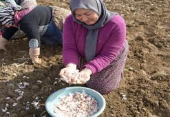 Kastamonu'da 4 bin aile bu üründen geçimini sağlıyor! Beyaz altın mesaisi erken başladı: Duyan tarlaya koştu
