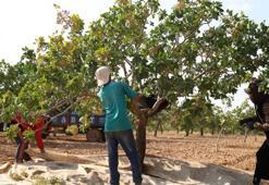 Dünyanın en kaliteli fıstığı Şanlıurfa üretiliyor! Ama üreticinin ciddi bir sorunu var