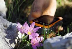 GPS ile takip ediliyordu, bir gecede yok oldular! Antalya’nın koruma altındaki çiçekleri kaçak avcıların pençesinde: Kaçak söküm orkideleri bitirme noktasına getirdi