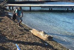 Nesli tehlike altındaki Akdeniz foku Bodrum sahilinde görüntülendi