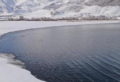 Flamingolar bu yıl da Van'ı çok sevdi!