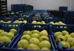 Bursa’nın Kestel ilçesine 400 milyon liralık dev meyve tesisi kuruluyor