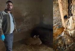 Yozgat'ta şiddetli yağışlar felaket getirdi: Ahırlara yıldırım düştü, hayvanlar telef oldu