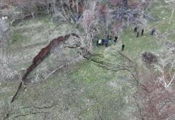 Koyulhisar'da heyelan meydana geldi: AFAD ekipleri bölgede