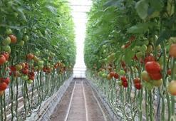 Samsunlu çiftçiye nefes aldıracak proje! 150 bin adet üretilecek, üreticinin geliri artacak
