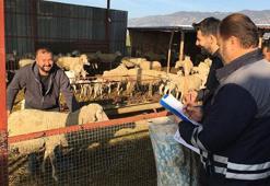 Denizli, 2025’te hayvancılıkta tarihi başarılara imza attı