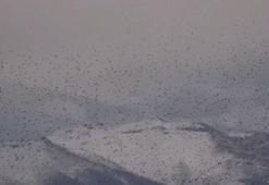 Kayseri’de sığırcık kuşlarının uyum halinde aynı yöne uçtuğu anlar kamerada