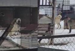 Sivas’taki Kangal köpekleri Erzincan’daki deprem öncesi tepki verdi