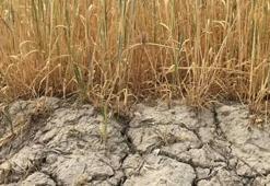 Konya'da kuraklık alarmı: 2026 sulama sezonunda kısıtlı sulama uygulanacak