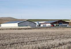 Nevşehir'in köyüne kurdu! 20 tane ile başladı, şimdi 160 tane var, günde tonlarca üretiyor