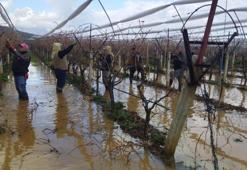 Üzüm bağları sular altında kaldı! Çiftçi ekmek parası pes etmedi