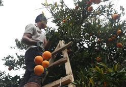 Bahçede kilosu 15-16 lira! Finike portakalında hasat fırtınaya rağmen tam gaz sürüyor