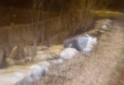 Afrika’nın tehlikelisi Sivas’ta ortaya çıktı cep telefonu ile görüntülendi!