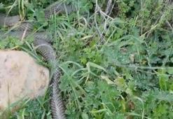 Çanakkale’nin Çan ilçesinde 2 metrelik yılan paniği!