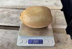 İznik'ten Avrupa sofralarına! Dev kiviler ağırlıklarıyla rekor kırdı