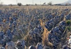 Üretici satmadı, tarlada çürüdü! Pazarda tanesi 80 lira; çiftçiden 5 liradan almak istediler