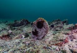 Akdeniz'de tükendi, Tuzla'da ortaya çıktı! Uzmanlar bile şaşırdı