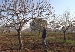 Geçen yıl verim azdı, fiyatlar tavan yapmıştı! Yoğun kar yağışları fiyatları düşürecek