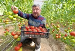 Kış mevsiminde lezzetli domates arayanların vazgeçilmezi! Manava gidenler bu ismi soruyor