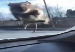 Araç camına fare atladı: Sürücüyü dinlemedi, polisten kaçtı!