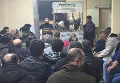 Bursa ve Eskişehir'den Kütahya'ya bu tavuklar için gidiyorlar: Fiyatları el yakıyor