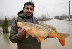 Edirne'de Meriç Nehri taştı! Vatandaş tarladan sazan topladı