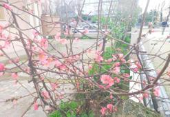 İzmir'de ağaçlar çiçek açtı